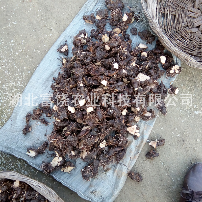 茅蒼術(shù)種莖 江蘇南蒼術(shù)種植基地 江蘇南蒼術(shù)種子批發(fā) 茅蒼術(shù)價(jià)格