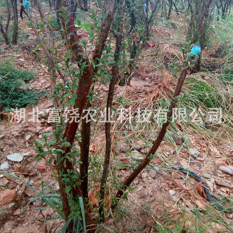 紅*樹苗 安徽滿山紅樹苗種植基地 安徽紅*批發(fā) 映山紅價格