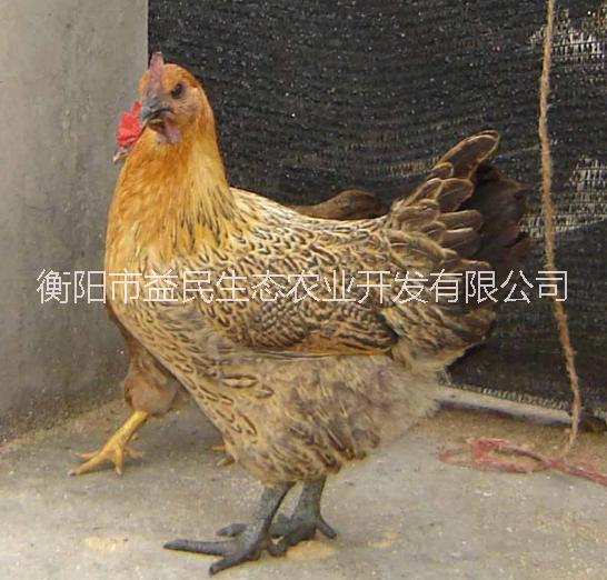 周期45-90天出欄 青腳麻雞苗  肉雞