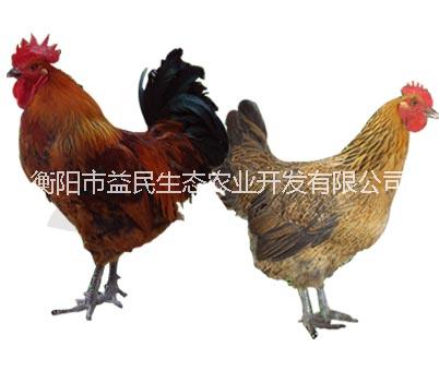 周期45-90天出欄 青腳麻雞苗  肉雞