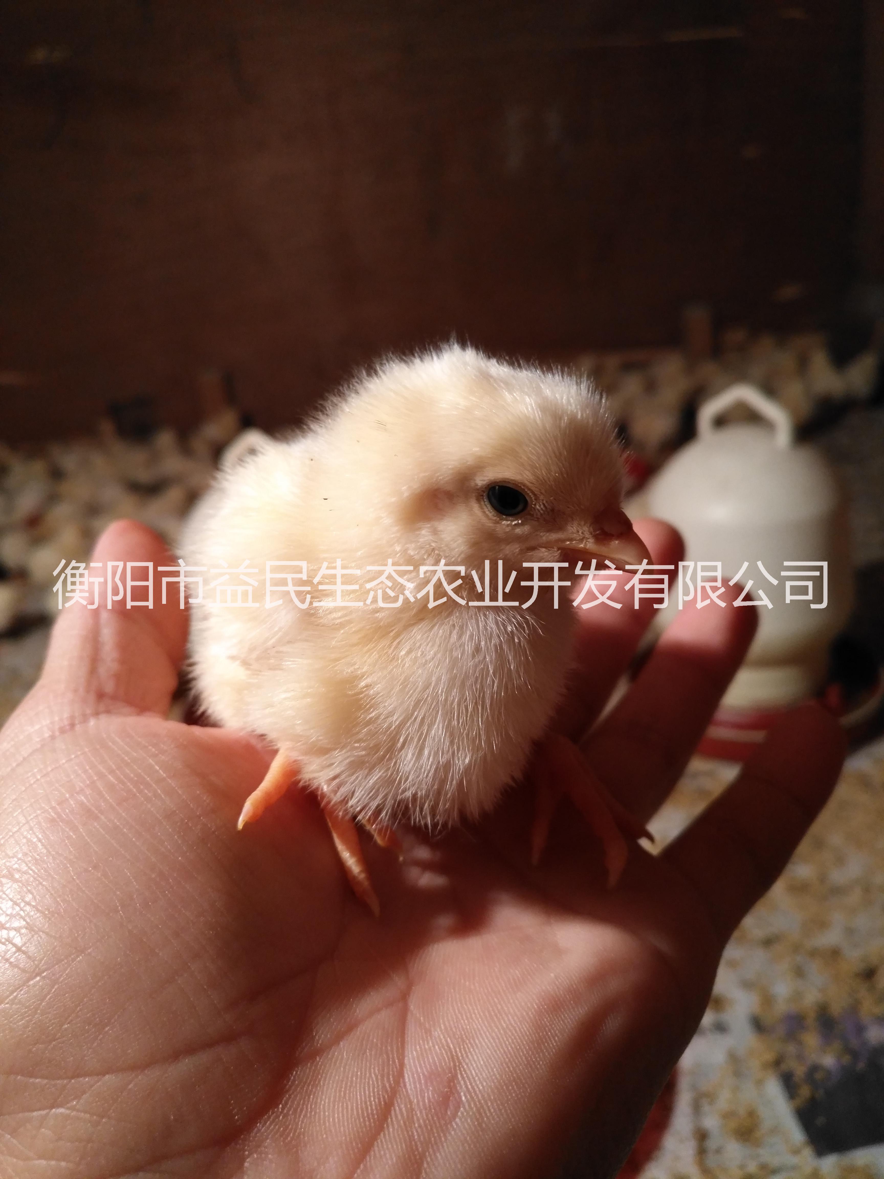 全國(guó)發(fā)貨 出殼必打疫苗 包路損 存活率高 羅曼蛋雞苗 產(chǎn)蛋高 廠家直銷