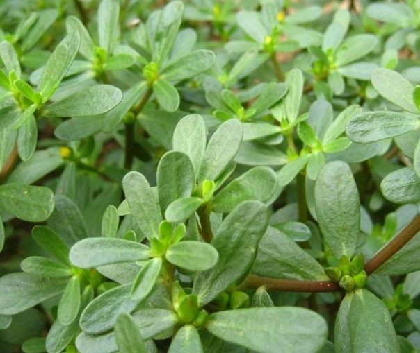 馬齒莧提取物；馬齒莧多糖；馬齒莧粉