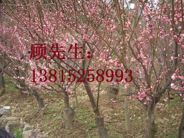 蘇州別墅綠化工程、造型樹景觀樹古樁基地、蘇州梅花樹、私家庭院景觀綠化