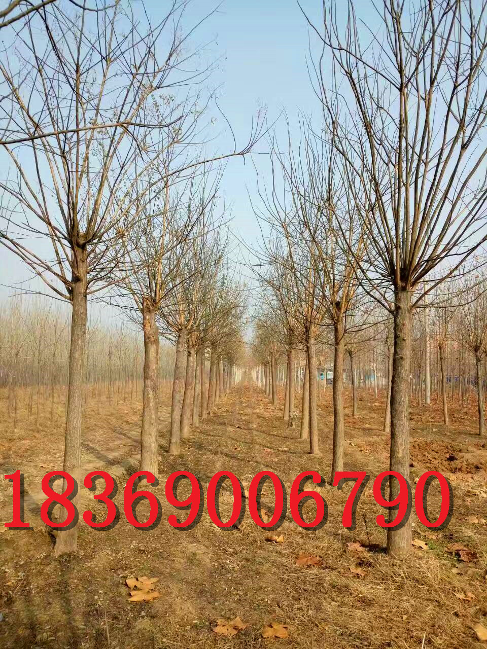 15公分國(guó)槐（土球全冠國(guó)槐）價(jià)格