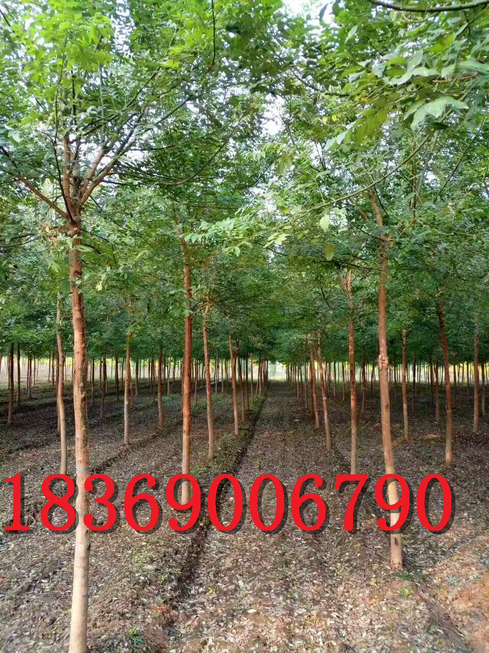 5公分—6公分-7公分國槐價(jià)格