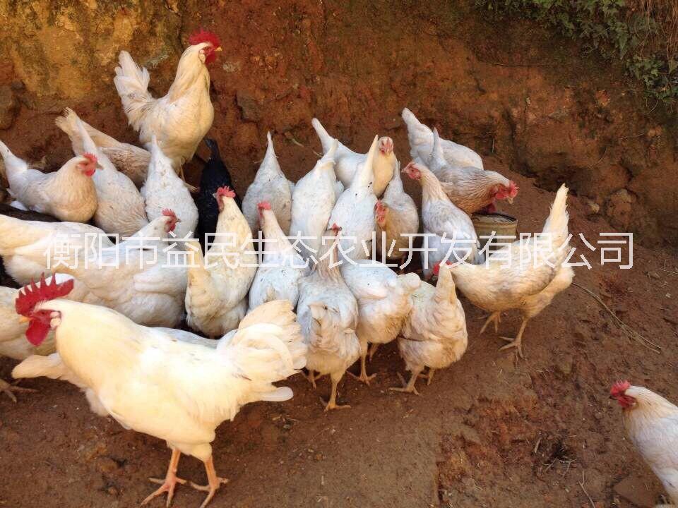 全國發(fā)貨 抗病性強 公苗 母苗 混合苗海蘭褐 海蘭灰蛋雞苗 產(chǎn)蛋率高