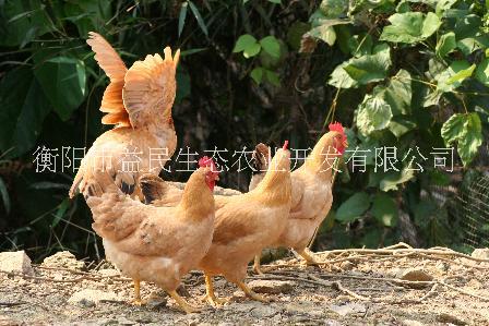 肉雞 長速快 投資風(fēng)險(xiǎn)小 快大型雞苗 快大型雞苗 快大黃 存活率高