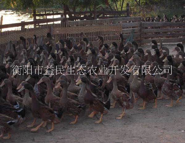 產(chǎn)蛋高 綠殼率高 蛋鴨苗 金錠鴨苗 綠殼蛋鴨苗 全國(guó)發(fā)貨