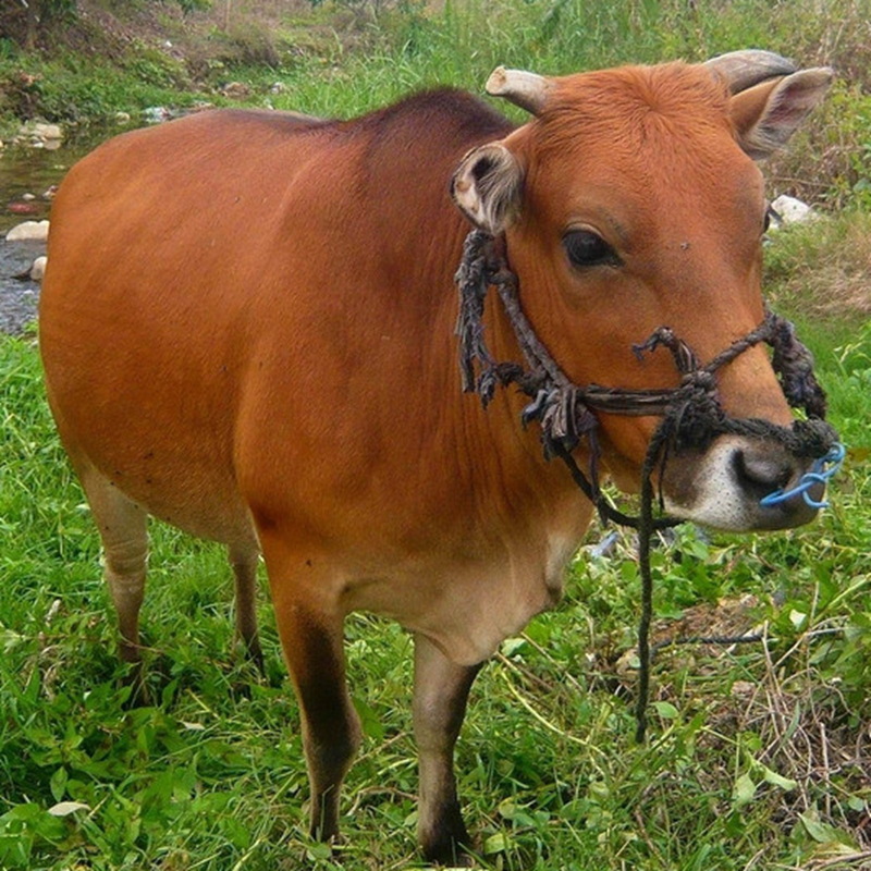 隱居山原生態(tài)黃牛