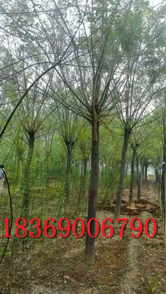 10公分國(guó)槐，10公分國(guó)槐價(jià)格（土球發(fā)二三四年帽國(guó)槐）