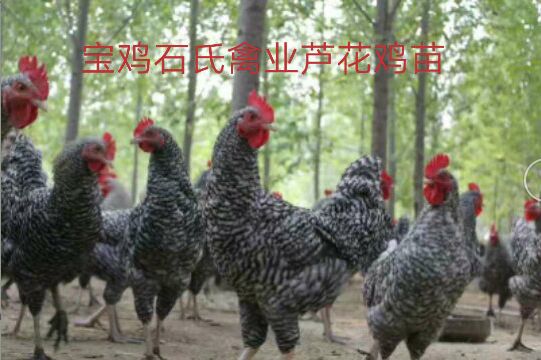 天水蘆花雞苗 天水蘆花雞苗陜西寶雞石氏禽業(yè)