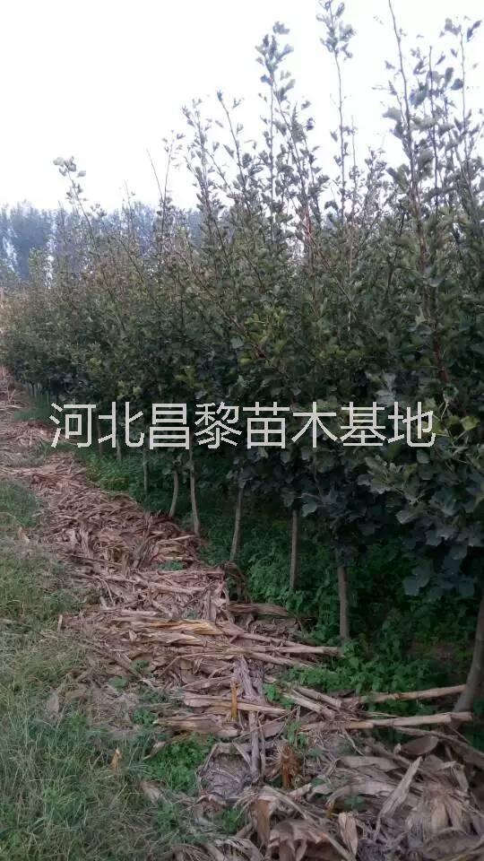 貴州葡萄苗供應(yīng)商 貴州葡萄苗 貴州葡萄苗價格