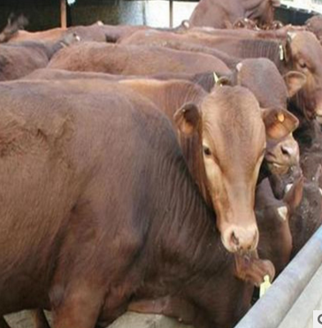 廠家直銷黃牛肉牛價格養(yǎng)殖技術(shù)