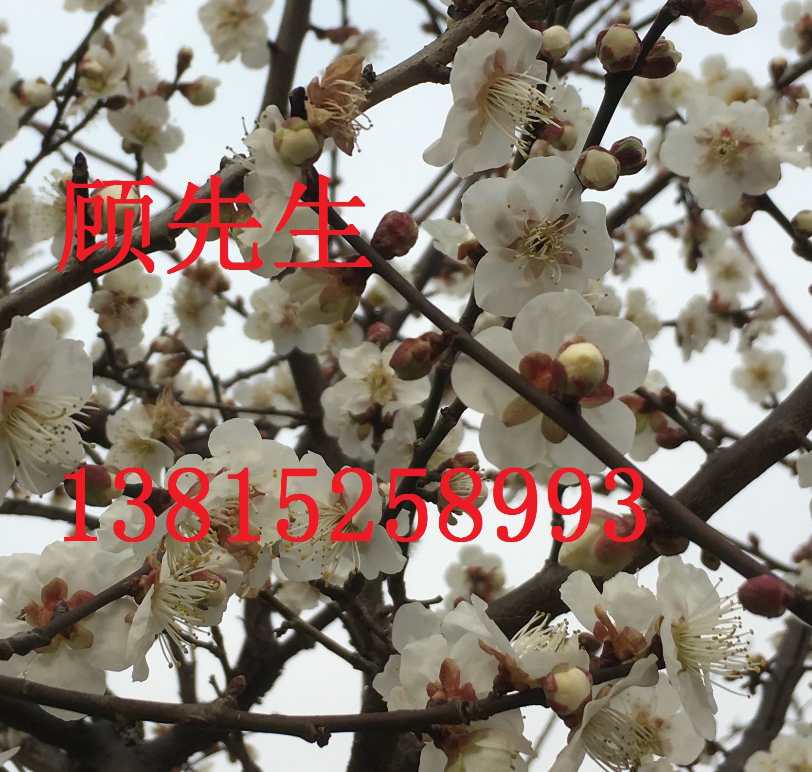 蘇州庭院別墅綠化、景觀綠化工程、庭院別墅綠化設(shè)計施工、蘇州綠化苗木