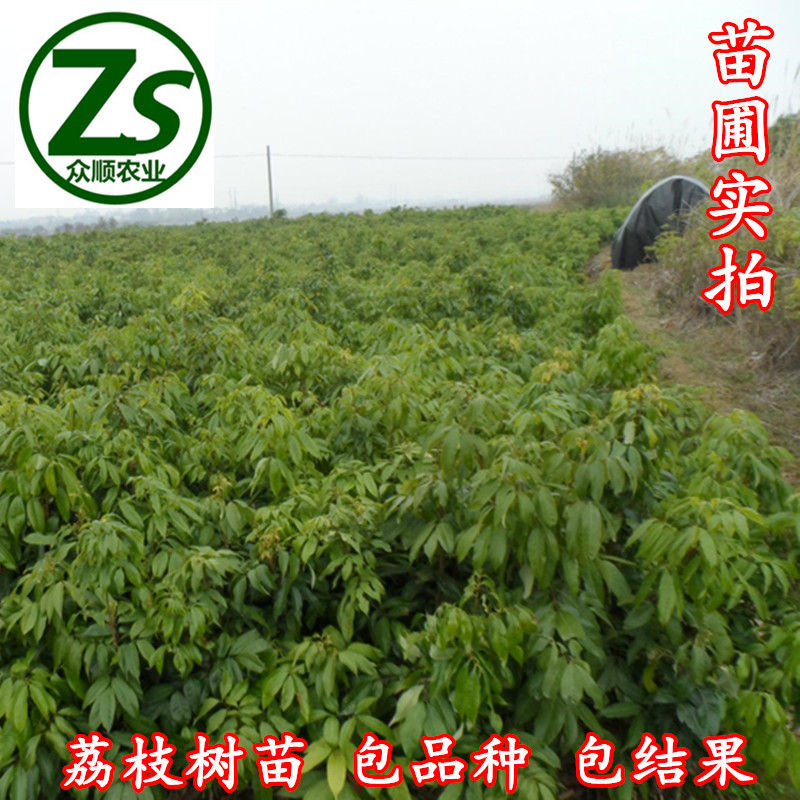 荔枝樹苗 桂味 妃子笑 嫁接果苗 眾順農業(yè)