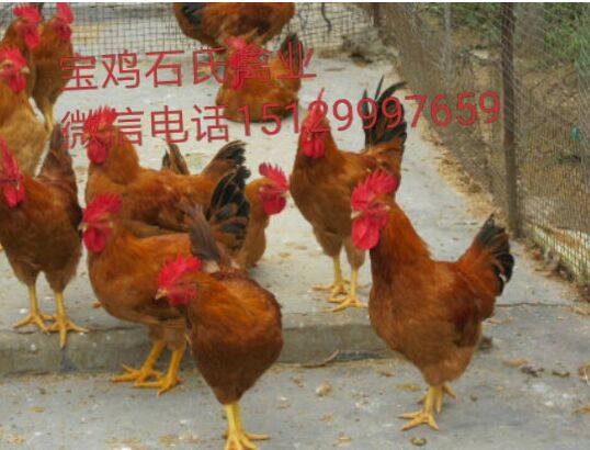 天水蘆花雞苗 天水蘆花雞苗陜西寶雞石氏禽業(yè)