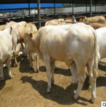 供應(yīng)哪里的小尾寒羊價格低如何選購小尾寒羊