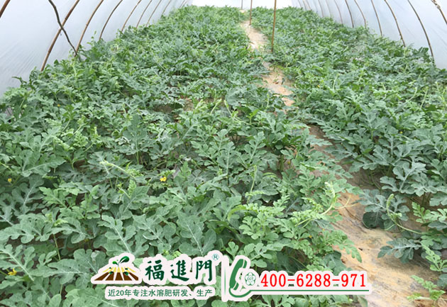 大棚西瓜水溶肥什么時候用好?用哪