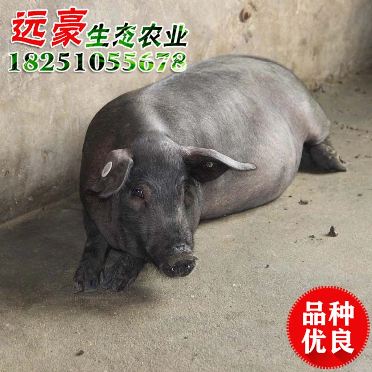批發(fā)太湖豬 純種太湖豬育種場 太湖黑豬 太湖豬保種場 養(yǎng)殖太湖