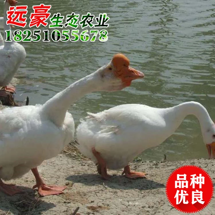 批發(fā)皖西白鵝苗 皖西大白鵝小苗 優(yōu)質(zhì)皖西白鵝鵝苗品種齊全