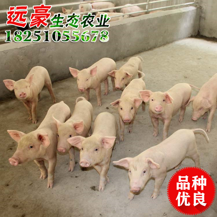 三元仔豬 苗豬 小仔豬價格 江蘇大型養(yǎng)殖場批發(fā)三元仔豬價格