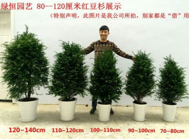 *南方紅豆杉 盆景樹(shù)苗盆栽 大型客廳庭院綠植花卉