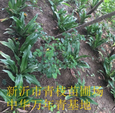 批發(fā)綠化苗木花卉花灌木室內(nèi)盆栽 中華萬年青 中華萬年青盆栽盆景