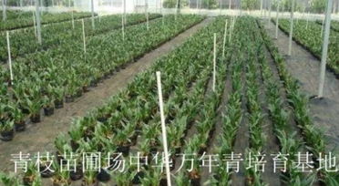 批發(fā)綠化苗木花卉花灌木室內(nèi)盆栽 中華萬年青 中華萬年青盆栽盆景