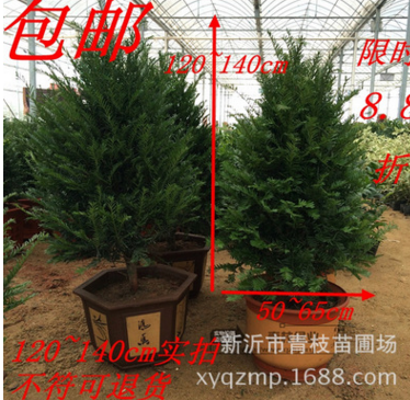 *出售*紅豆杉盆栽室紅豆杉綠植 室內(nèi)南方紅豆杉 紅豆杉樹(shù)苗 紅豆杉樹(shù)苗室內(nèi)大型綠植