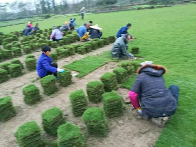 供應(yīng)優(yōu)質(zhì)草皮供應(yīng)——馬尼拉草皮