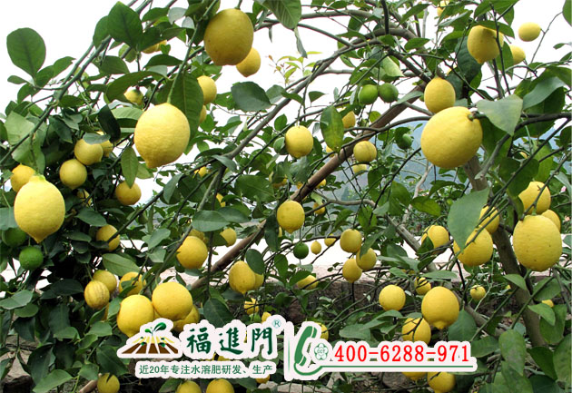 檸檬如何追肥提升品質(zhì)又增產(chǎn)？大量