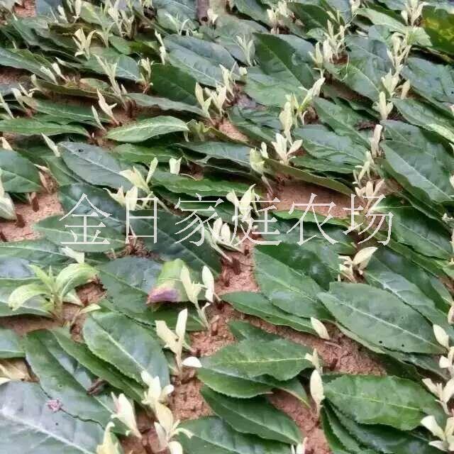 浙江松陽縣供應(yīng)奶白茶|浙江奶白茶浙江松陽縣奶白茶茶苗枝條批發(fā)