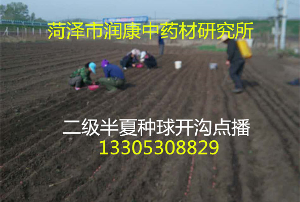 “雨水”節(jié)氣半夏種植管理工作