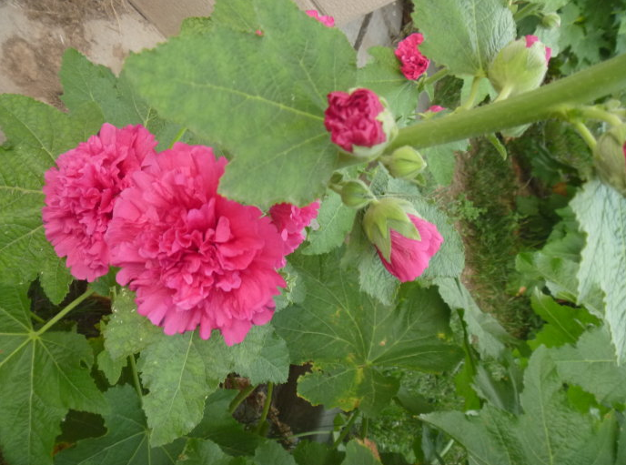 蜀葵一般多少錢  專業(yè)種植蜀葵 蜀葵種子價(jià)格貴嗎？ 江蘇蜀葵種植