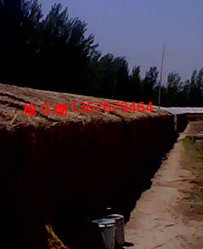 山東榆耳價(jià)格 山東榆耳       榆耳價(jià)格