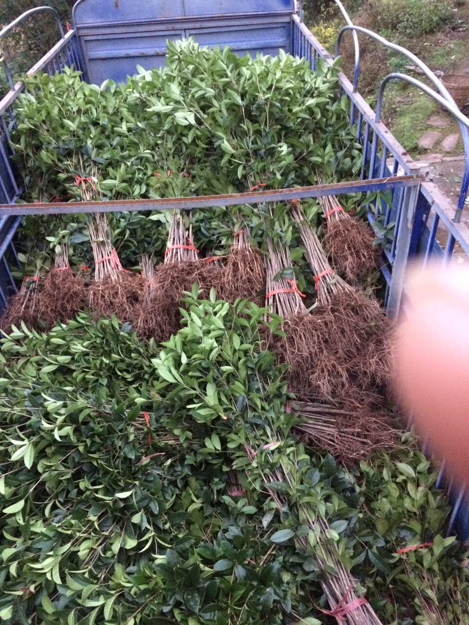重慶花椒苗 花椒苗供應商 花椒苗批發(fā) 花椒苗木