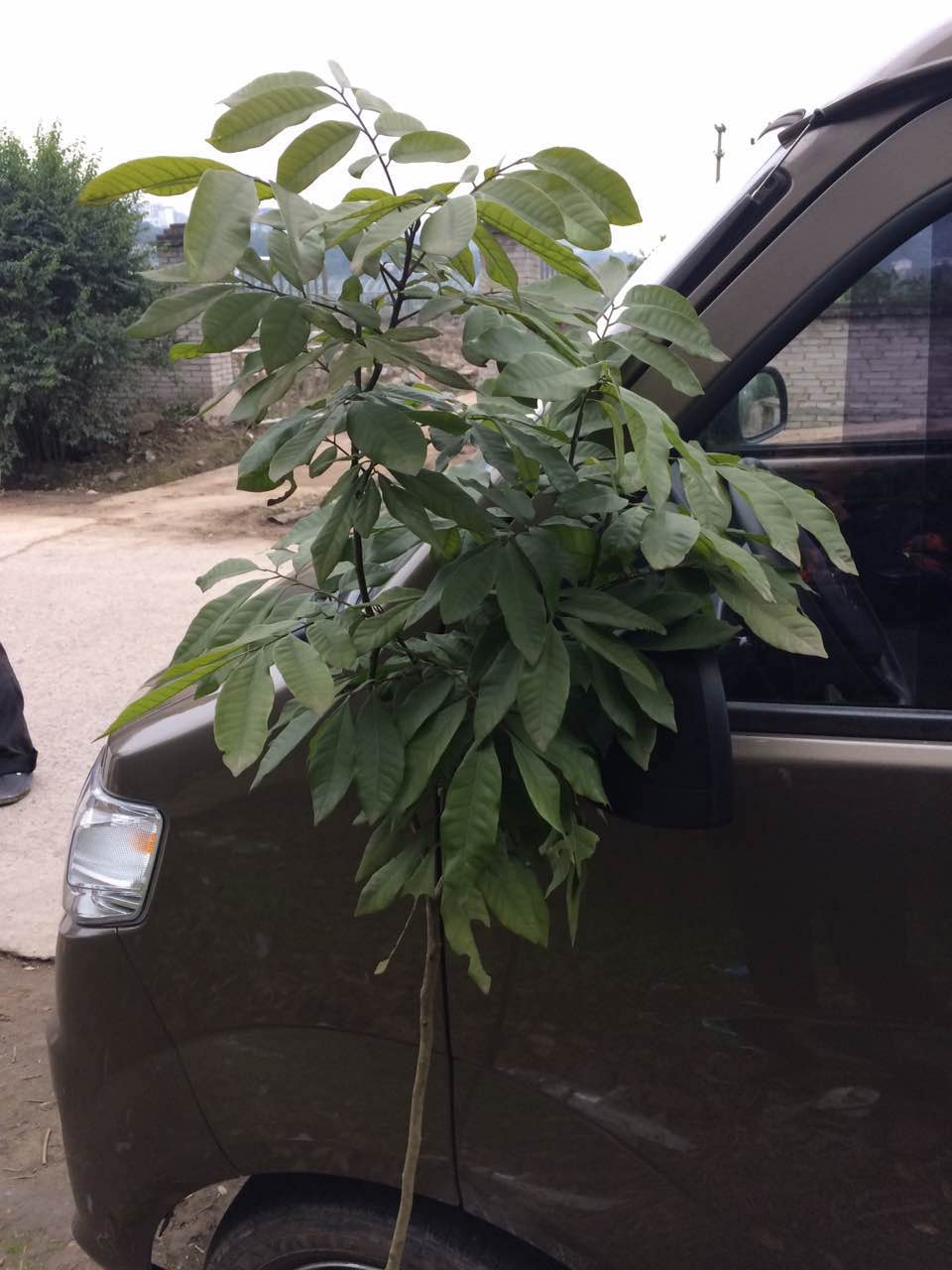 重慶黃花槐 黃花槐供應(yīng)商 黃花槐批發(fā) 黃花槐苗木 黃花槐
