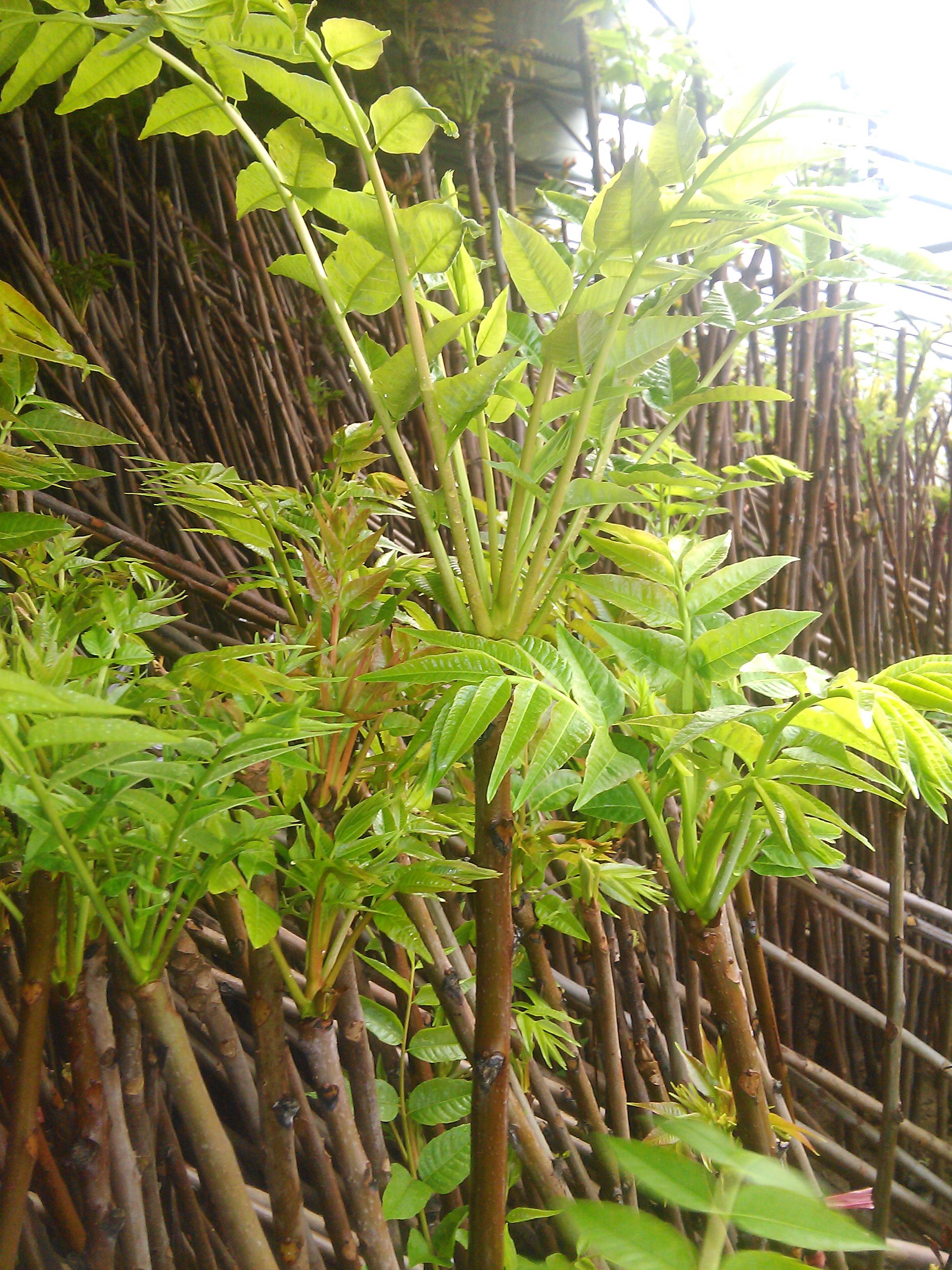 香椿苗，紅油香椿苗批發(fā)