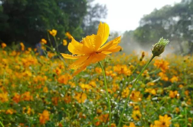 黑色高桿波斯菊種子波斯菊種子價格波斯菊種子批發(fā)*質(zhì)波斯菊種子
