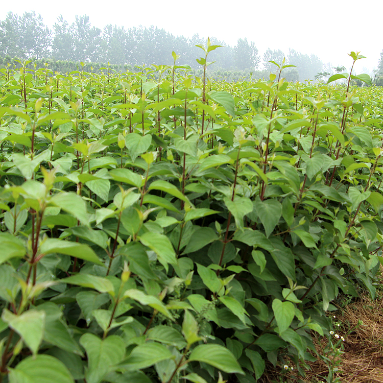 批發(fā)綠化苗木 紅瑞木 紅馬球 叢生紅瑞木 苗木批發(fā) 園林綠化植