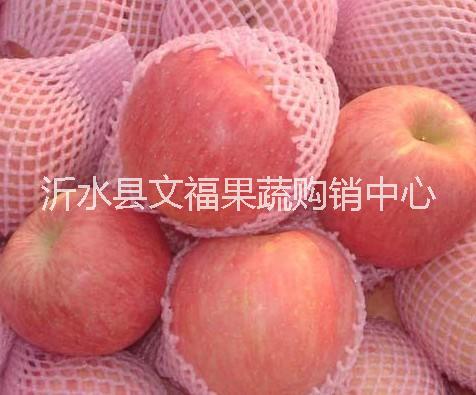 山東紅富士蘋(píng)果 山東紅富士蘋(píng)果批發(fā)基地