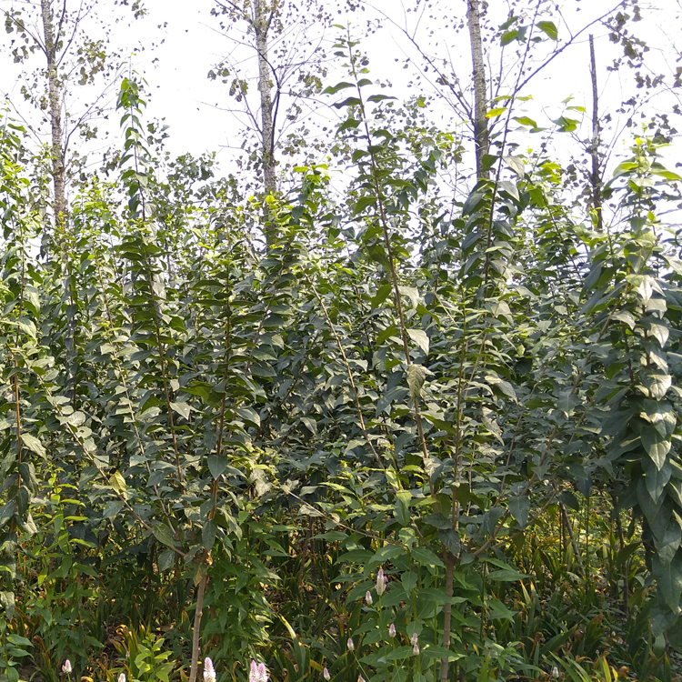 苗圃直銷 素心臘梅樹苗 臘梅苗 規(guī)格齊全 小苗批發(fā) 量大優(yōu)惠