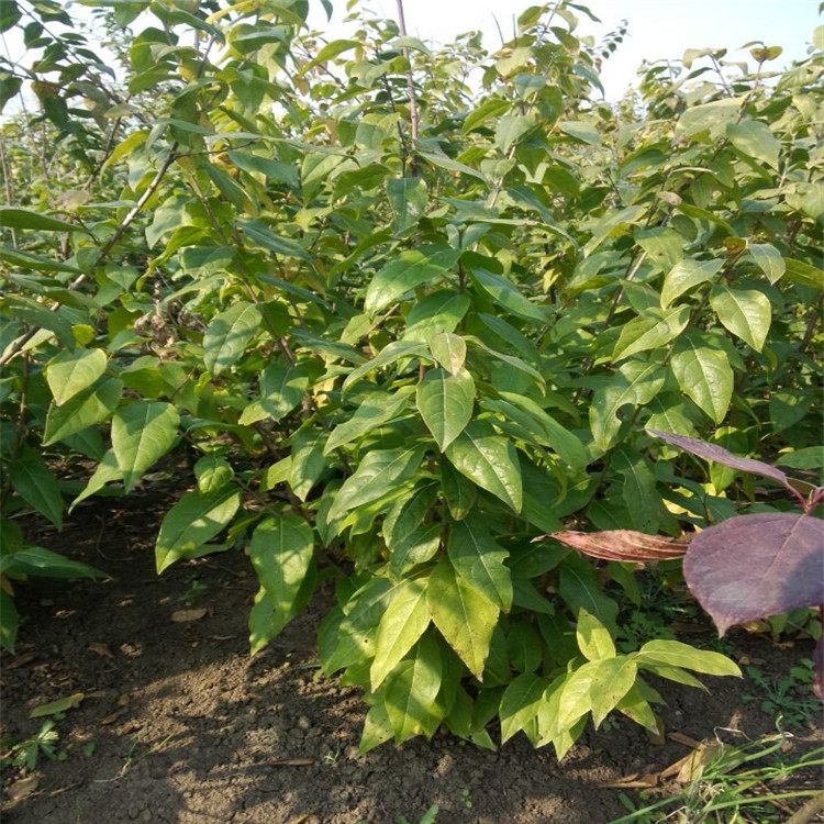 苗圃直銷 素心臘梅樹苗 臘梅苗 規(guī)格齊全 小苗批發(fā) 量大優(yōu)惠