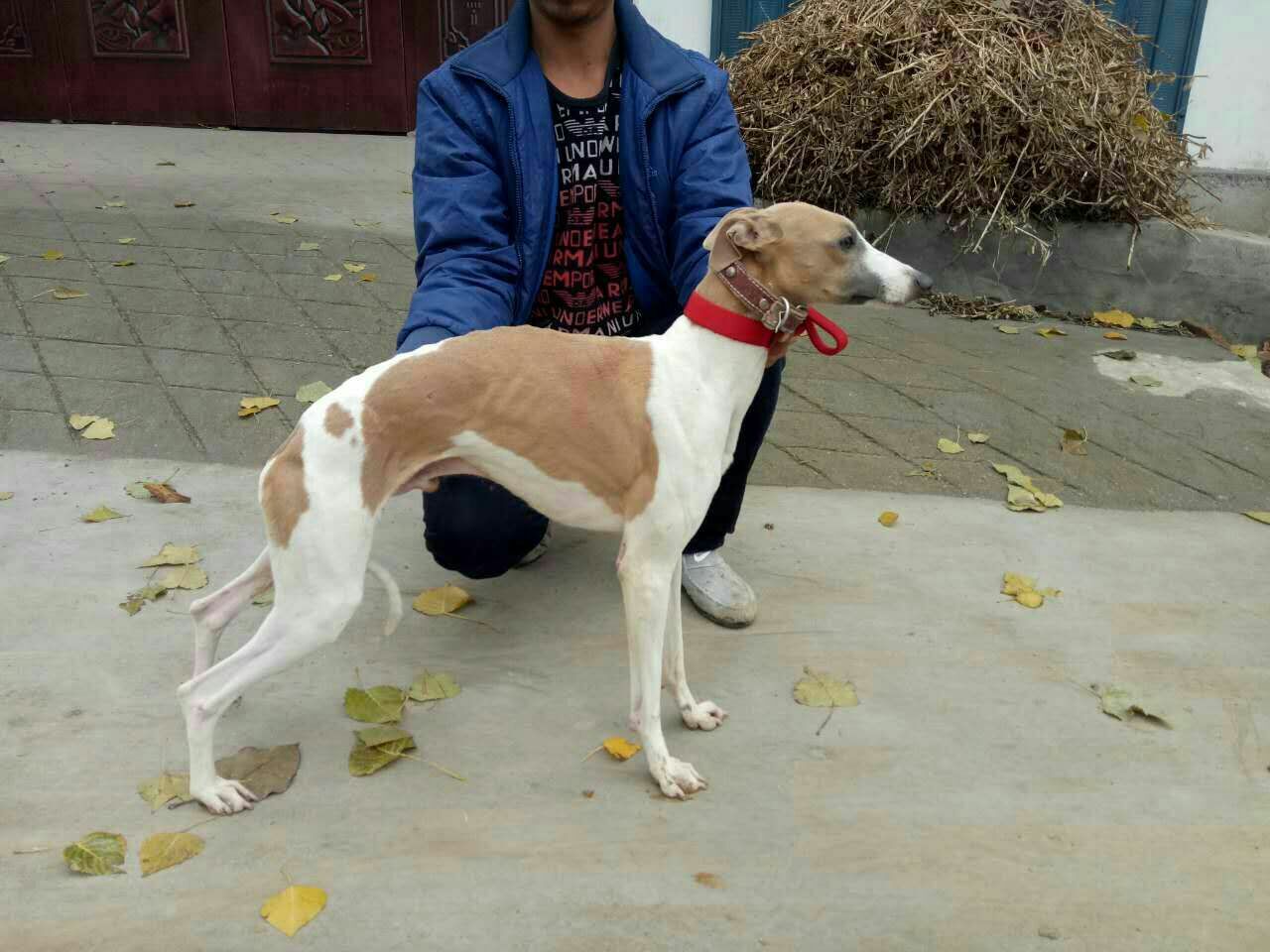 格力犬多少錢一條