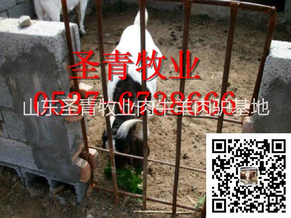 魯西黃牛 肉牛  養(yǎng)羊 魯西黃牛 * 小尾寒羊 西