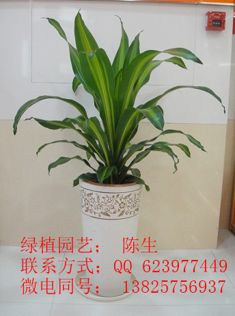 供應(yīng)金心鐵 也門鐵 風調(diào)雨順
