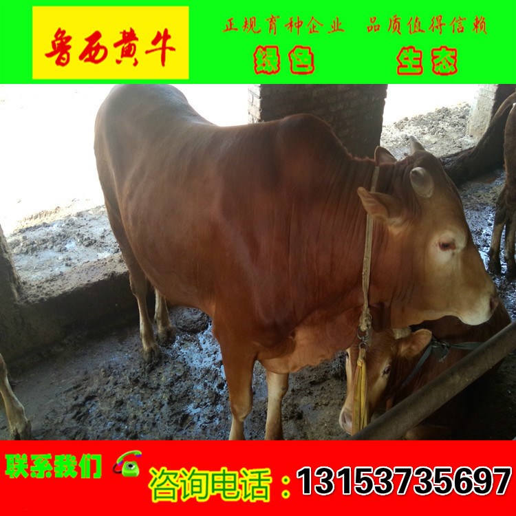 到哪里買小牛犢   去哪里買黃牛 到哪里買小牛犢  去哪里買黃牛
