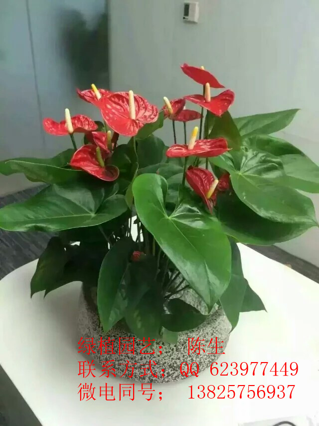 供應(yīng)東莞花木租擺 紅掌 東莞紅掌