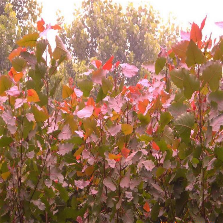 供應(yīng)紅葉楊樹(shù)苗 行道綠化苗 包成活 中華紅葉楊批發(fā) 量大優(yōu)惠