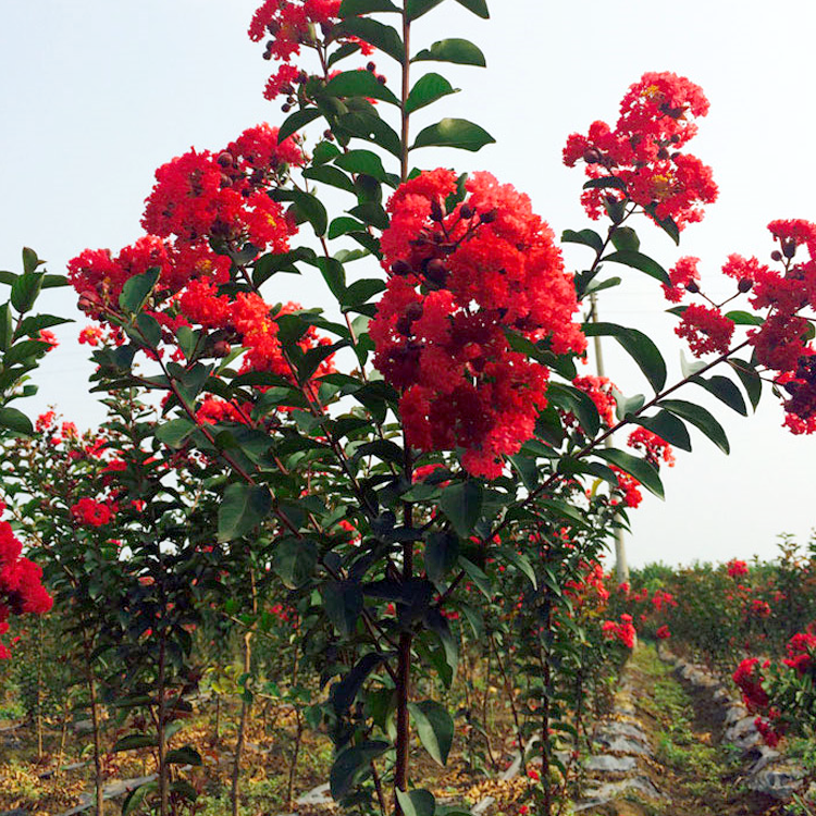 批發(fā)紅花紫薇樹(shù) 紫薇 紅火箭紫薇 行道樹(shù)木 園林綠化